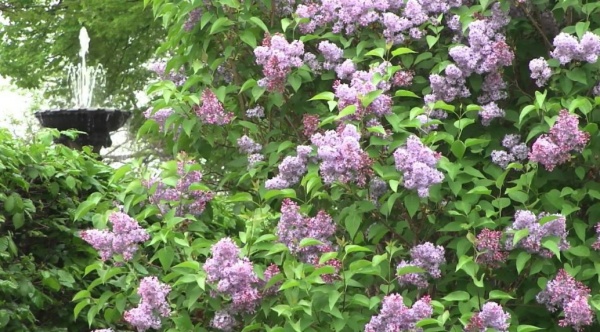 Растение Сирень Венгерская/Syringa josikaea С7.5 / Н 110-120