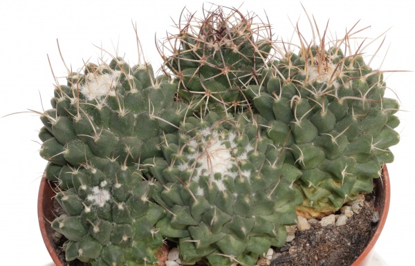 Растение Кактус микс 10/15