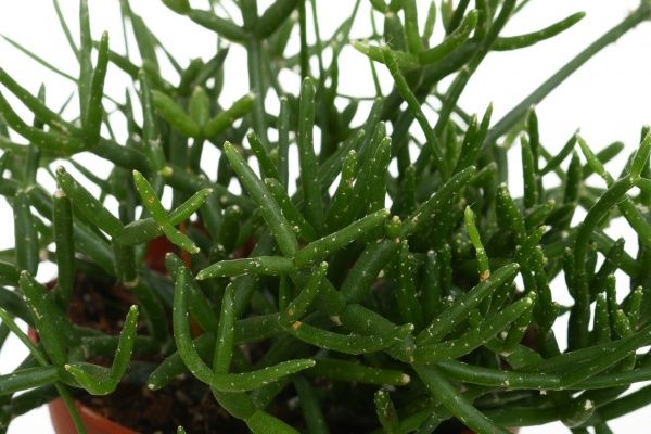 Рослина Ріпсаліс 12х25 см сортовий