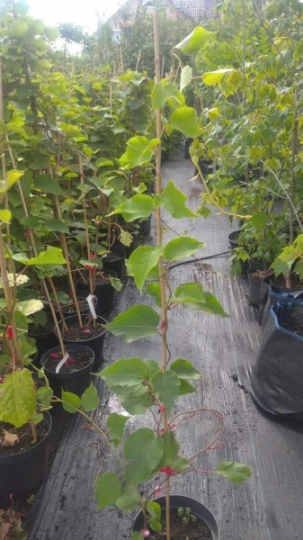 Растение Актинидия деликатесная Хейворд / Actinidia deliciosa Hayward C10 / H 250-300