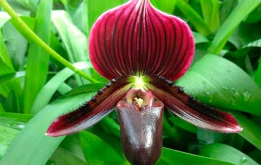 Растение Пафиопедилум 12х25 см