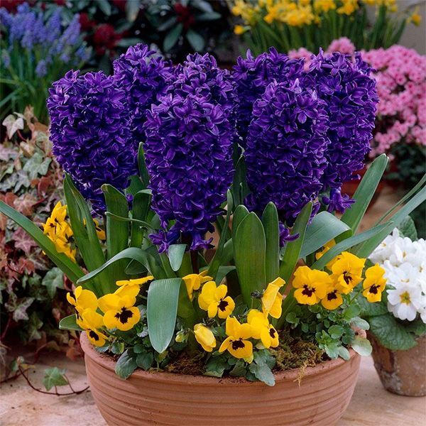 Луковица Яскрава Peter Stuyvesant 2 шт. 