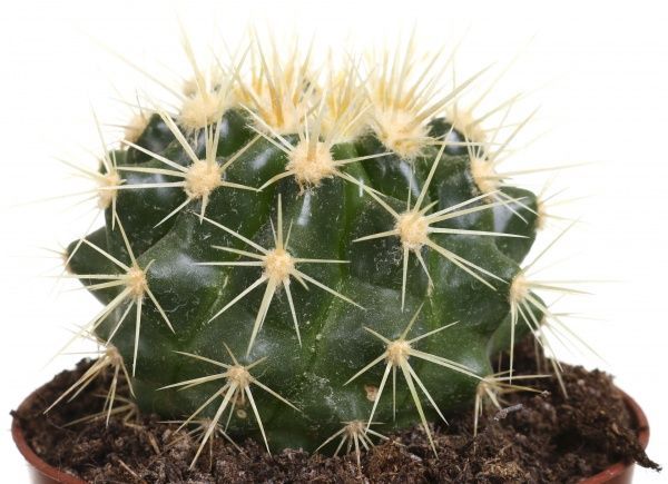 Растение Эхинокактус 8х20 см