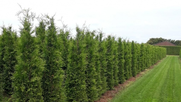 Растение Туя/Thuja plicata Martin С3, Н20-30