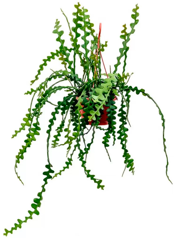 Растение комнатное Эпифиллум 12*25 Anguliger