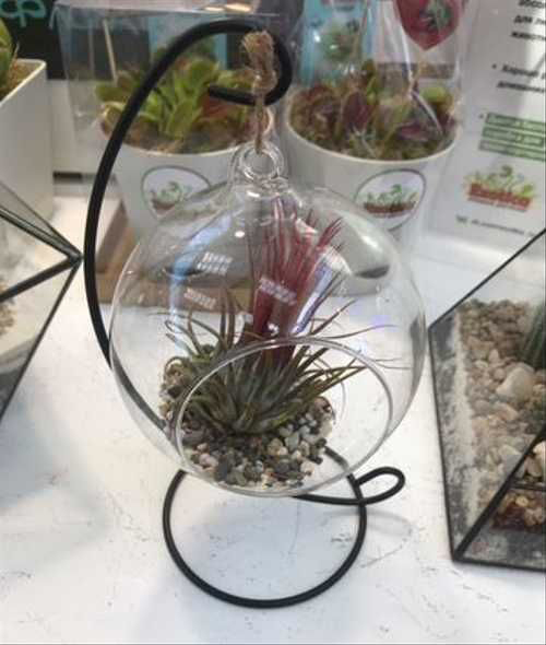 Растение комнатное Тиландсия микс в стеклянной колбе d5/h10