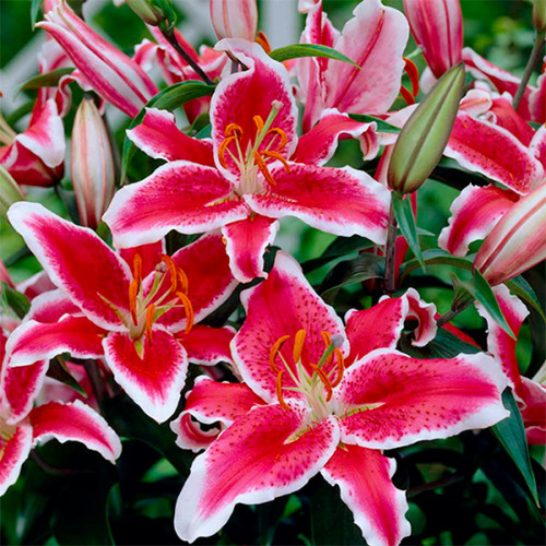 Луковица Яскрава Лилия ориентальная Starfighter 