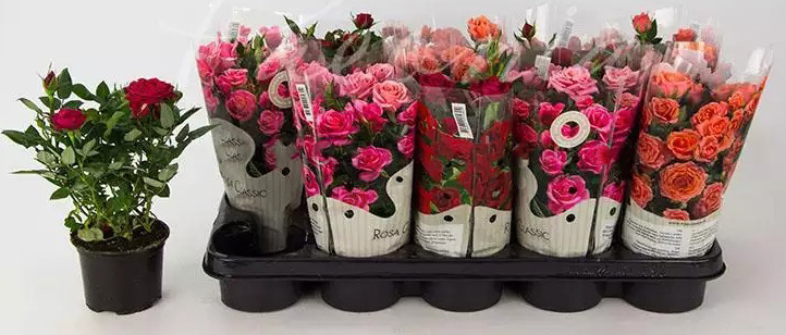 Растение Роза 10/25 Kordana крупноголовая микс 3 цвета в одном горшке