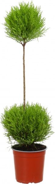 Растение Купресус 17х85 см штамб