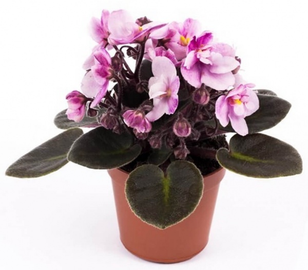 Растение Сентполия микс 10/15