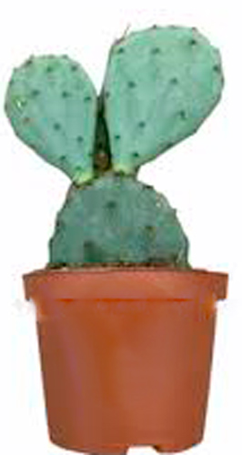 Кактус стайнесі d11/h12