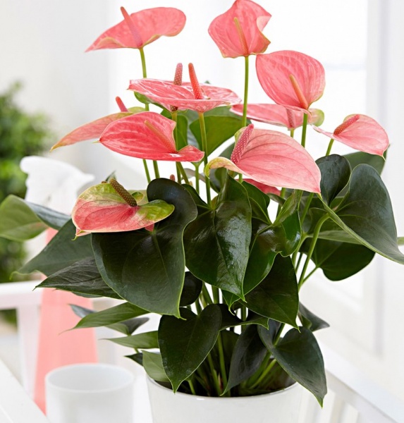 Растение Антуриум микс 17/65