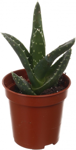 Рослина кімнатна Хавортія мікс 6х10 см