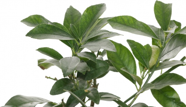 Растение Цитрус микрокарпа 12/25