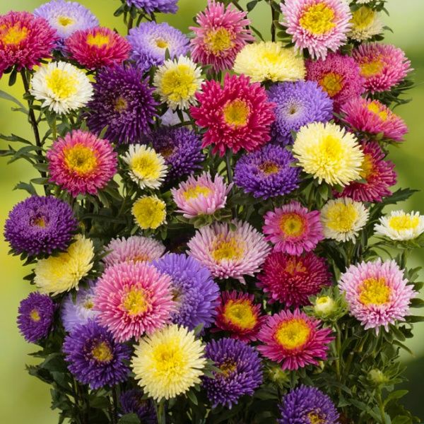 Семена Професійне насіння астра Арлекин смесь 0,1 г (4820176693013)