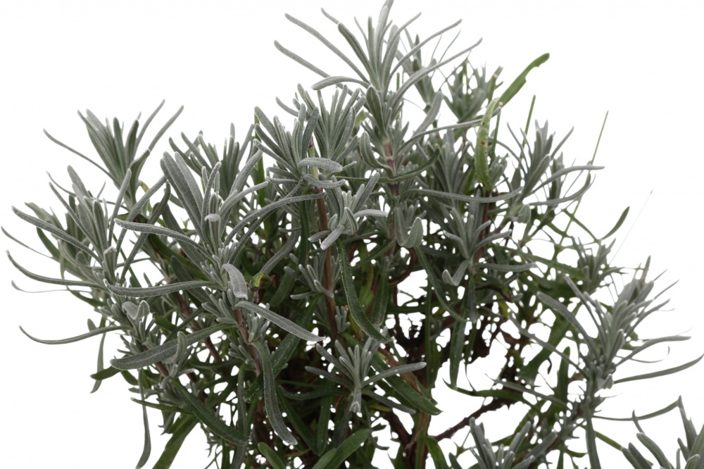 Саженец Лаванда (3 л)