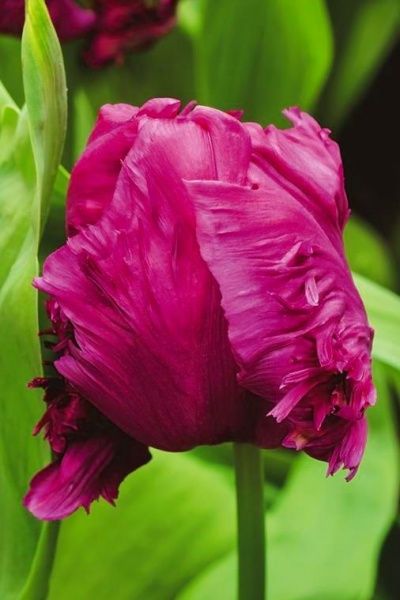 Луковица Тюльпан Parrot prince 3 шт. 