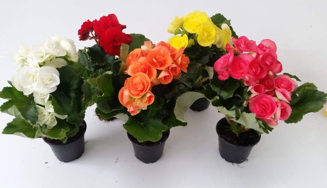 Растение Бегония микс (Decorum) d13/h30
