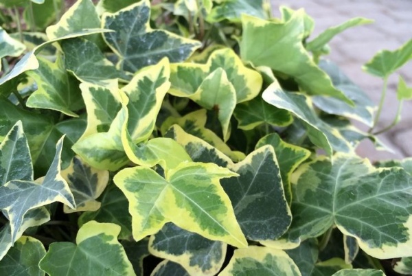 Растение Плющ/Hedera C3