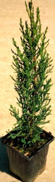Растение Кипарис вечнозеленый Стрикта C3