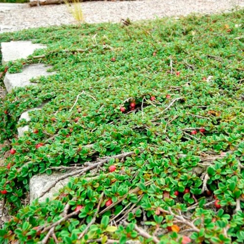 Растение Кизильник Даммера Эйхольц / Cotoneaster radicans Eichholz С4/Н 30-40