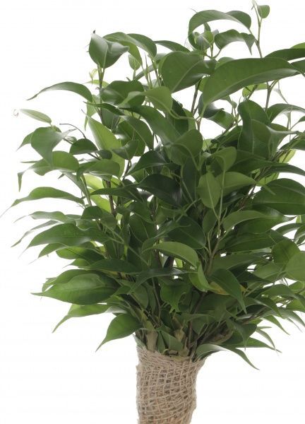 Растение Фикус Наташа Jute stem d12 h35