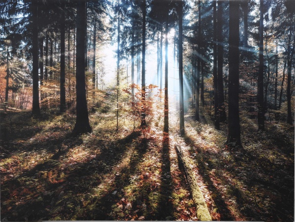 Картина Осенний лес 85x113 см Styler CA-13982 