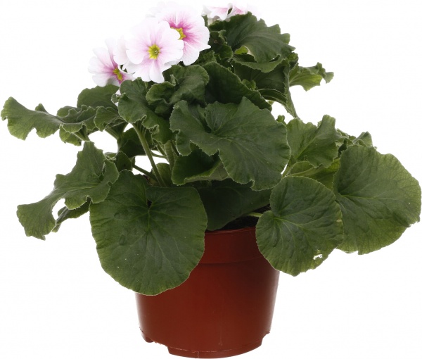 Растение Примула 13/45