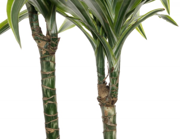 Растение комнатное Драцена 19/110 Артуро