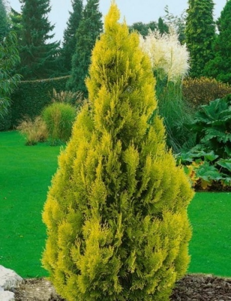 Растение Туя западная Голден Энн/Thuja occ. 'Golden Anne' С7.5/Н10