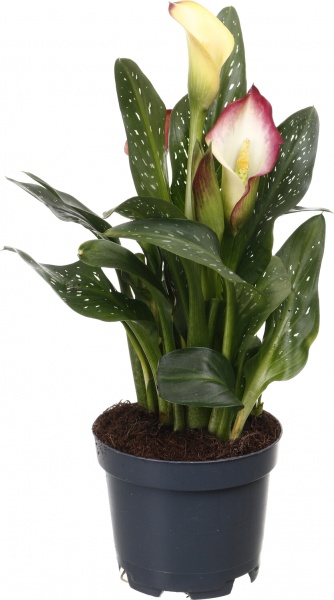 Рослина кімнатна Калла міні мікс 10/30