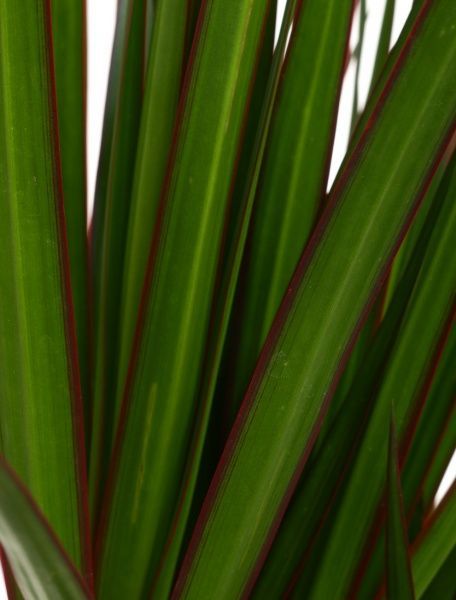 Рослина Драцена Маргіната 2 стовбури 17/85