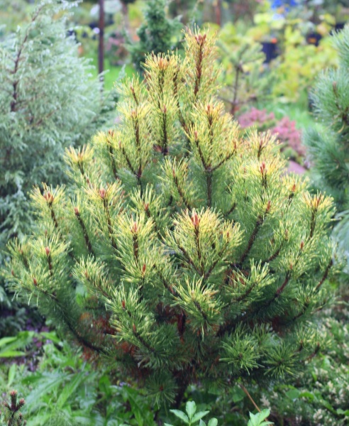 Растение горная / Pinus mugo Sunshine, С10 Ра