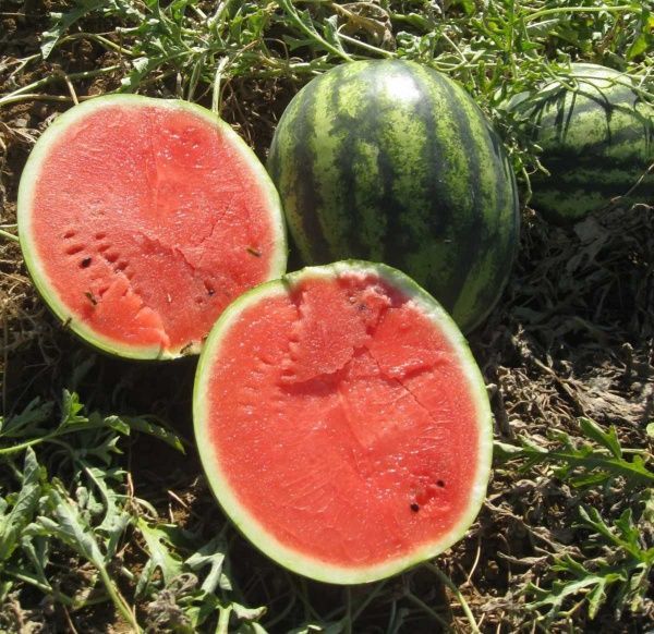 Насіння Професійне насіння кавун Ерлі Джитана F1 8 шт. (4820176693884)