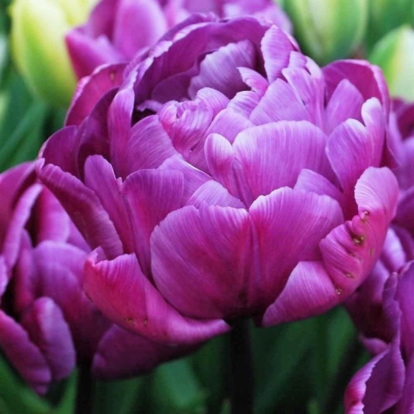 Луковица тюльпана Doudle Price 3 шт. 