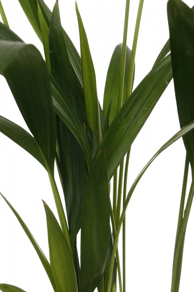 Растение комнатное Пальма Арека 9/35