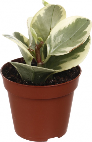 Рослина кімнатна Плантмікс 09//20