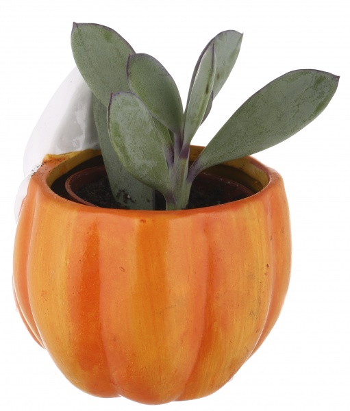 Суккулент в горшке хелоуин 6/12