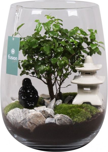 Рослина кімнатна у скляному стакані бонсай з декором 27х25 см