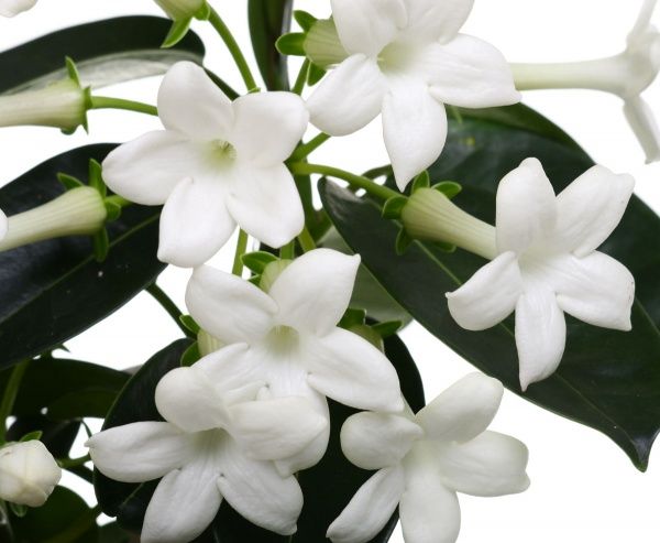 Растение Стефанотис флорибунда 12х45