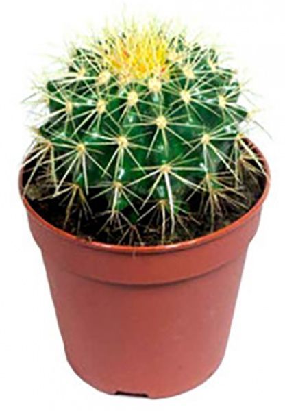 Кактус разноцветный 8/10