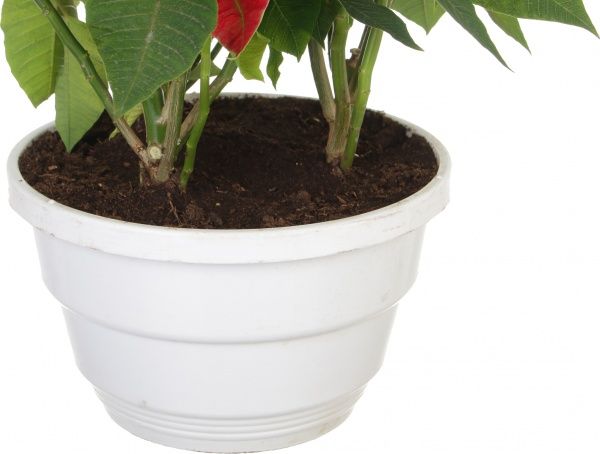 Рослина Пуансетія 25/60 см