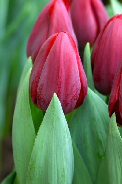 Луковица Тюльпан Renegade 3 шт. 