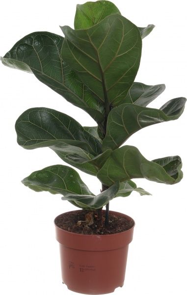 Растение Фикус 12/40 Лира