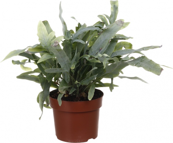 Рослина Флебодіум 12/35