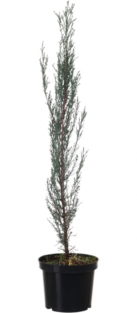 Растение Можжевельник Blue Arrow C3