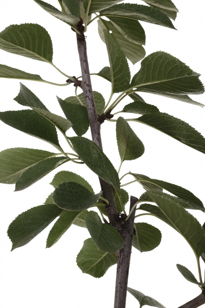 Саджанець Вишня в асортименті 3 р (L.15)