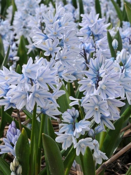 Цибулина TUBERBULB Export B.V. пушкінії ліванської 7 шт. 