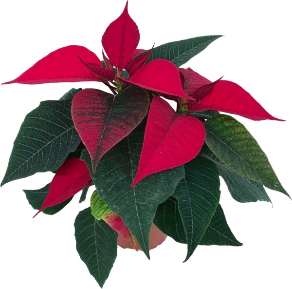 Рослина Пуансетія 10.5х25-30 см
