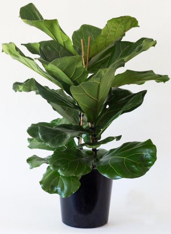 Растение Фикус Лирата Бамбино 12/45